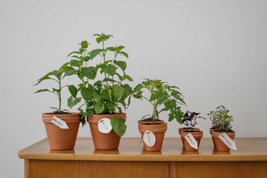 Projekt Selbstversorgung aus dem Garten