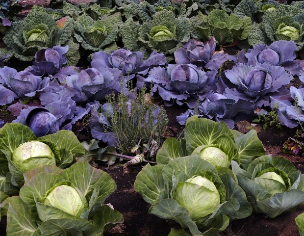 Beitrag Ran an den Kohl - Ernährungstipps zur kalten Jahreszeit