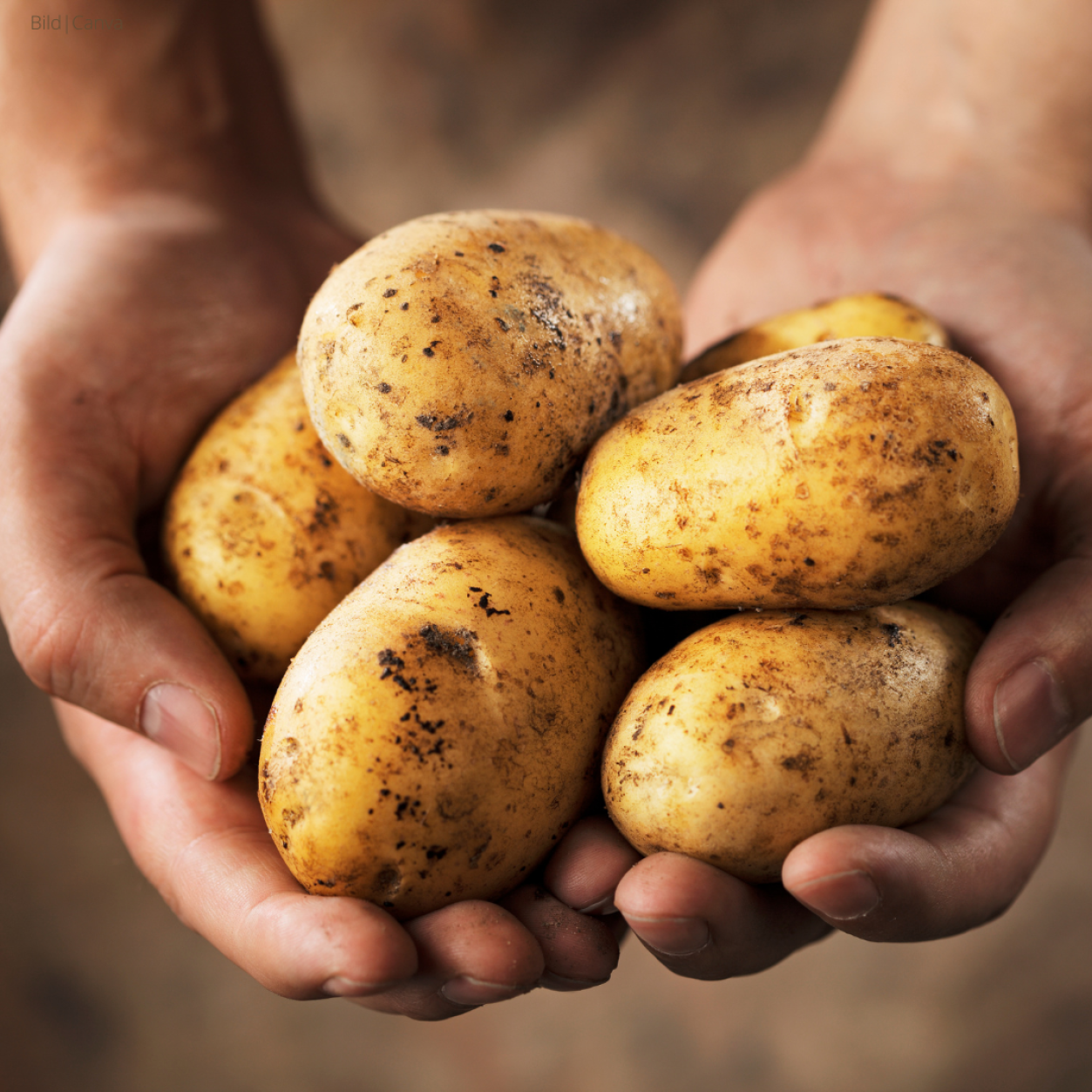 Beitrag Wie gesund ist die Kartoffel?